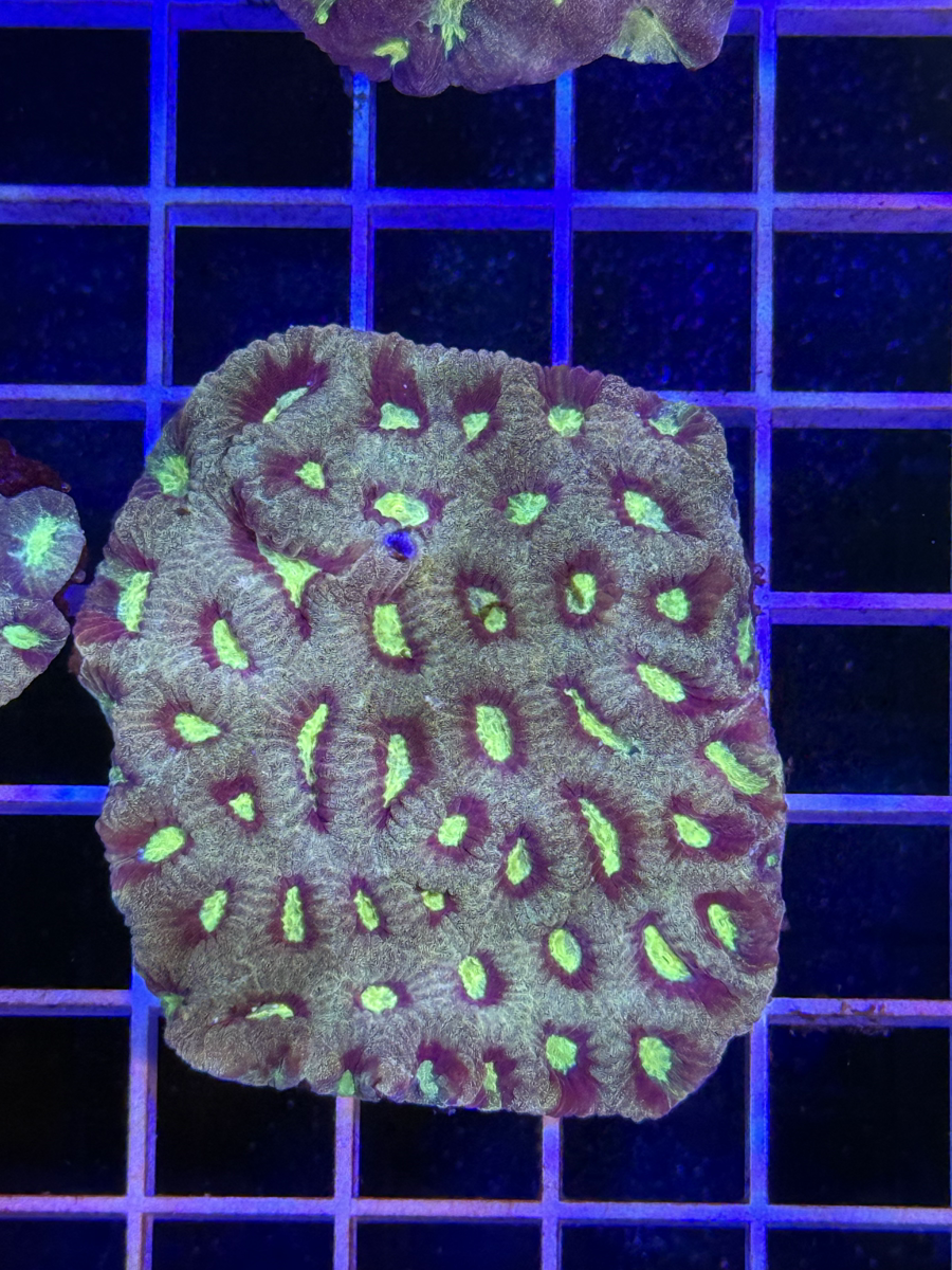 Favia Colony XL - WYSIWYG DBCFE551