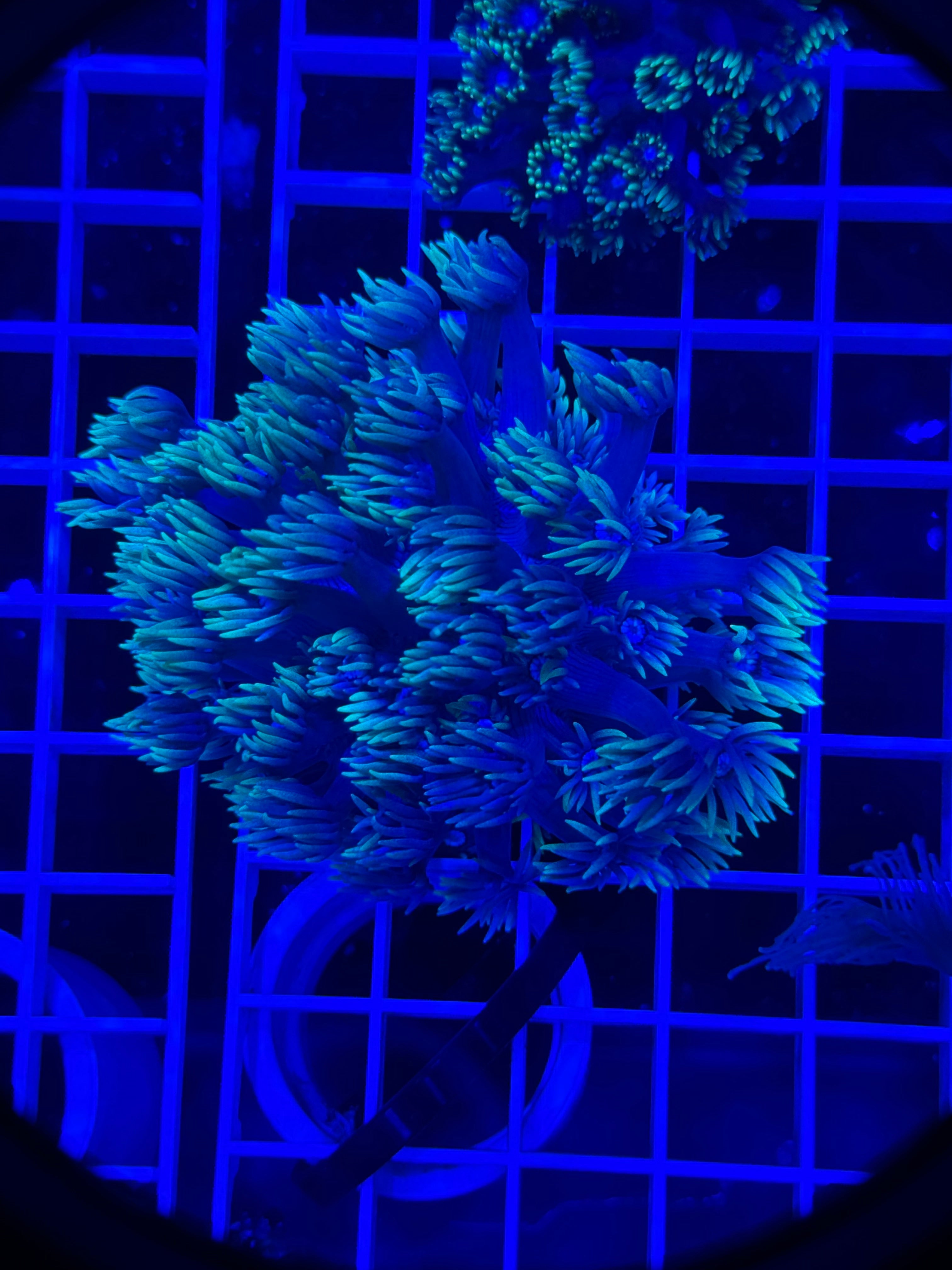 Goniopora Colony - WYSIWYG DDEEB267