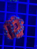 Acan Lord Ultra Frag - WYSIWYG E1F1E8FC