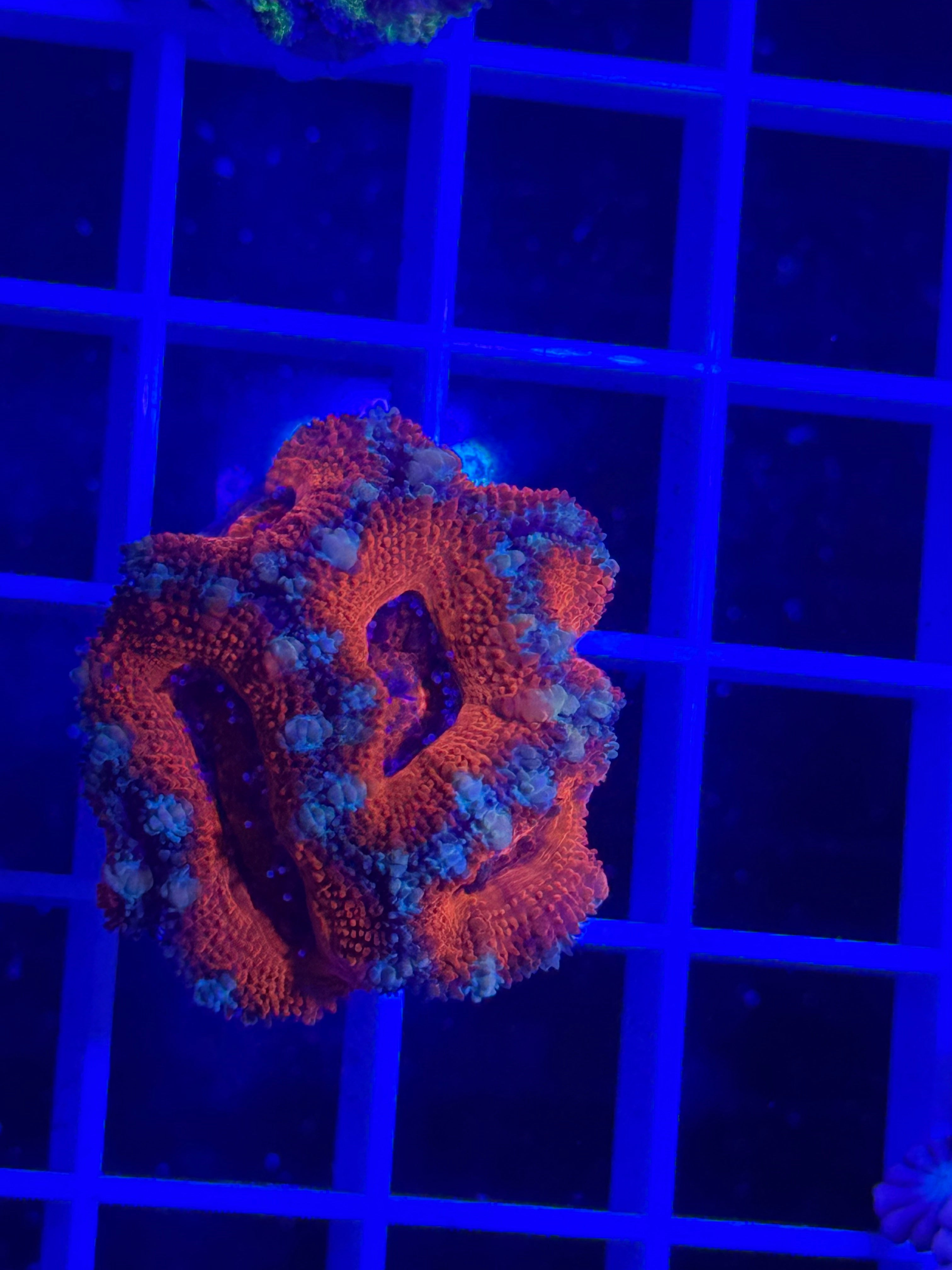 Acan Lord Ultra Frag - WYSIWYG E1F1E8FC