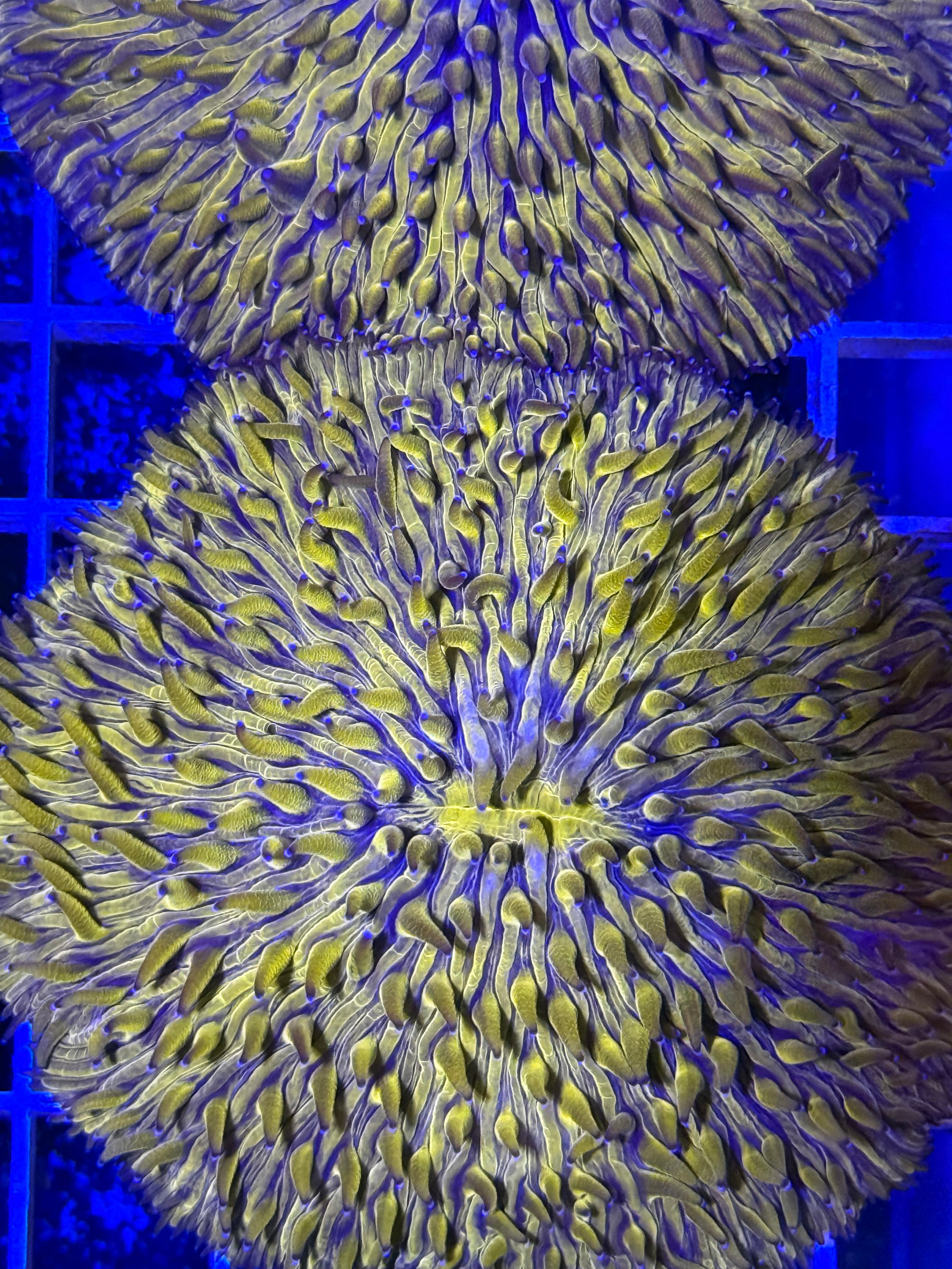 Orange Fungia Plate Coral LG