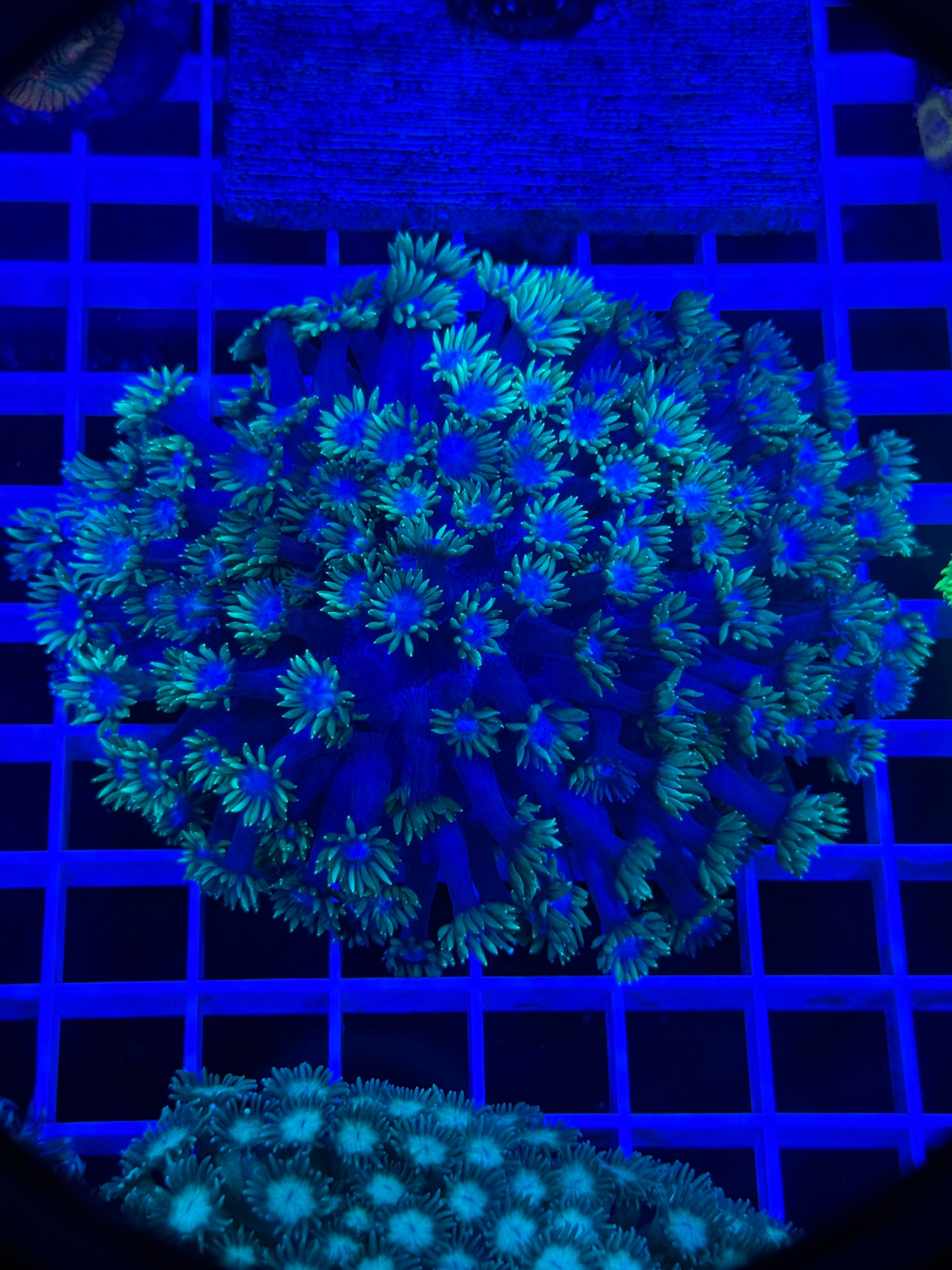 Goniopora Colony - WYSIWYG E6B8DC21