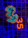 Trachyphyllia - WYSIWYG E7A3D9DF