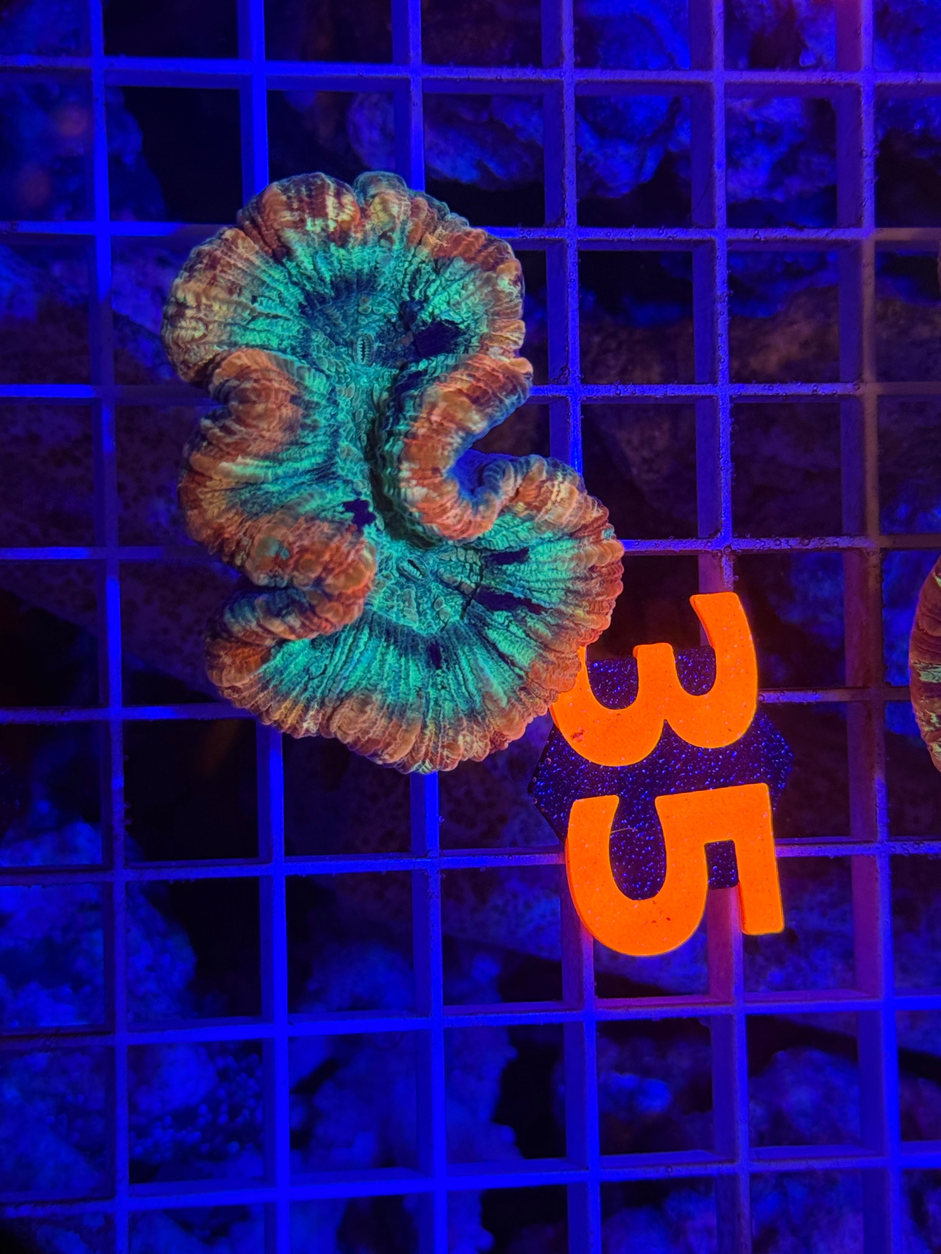 Trachyphyllia - WYSIWYG E7A3D9DF