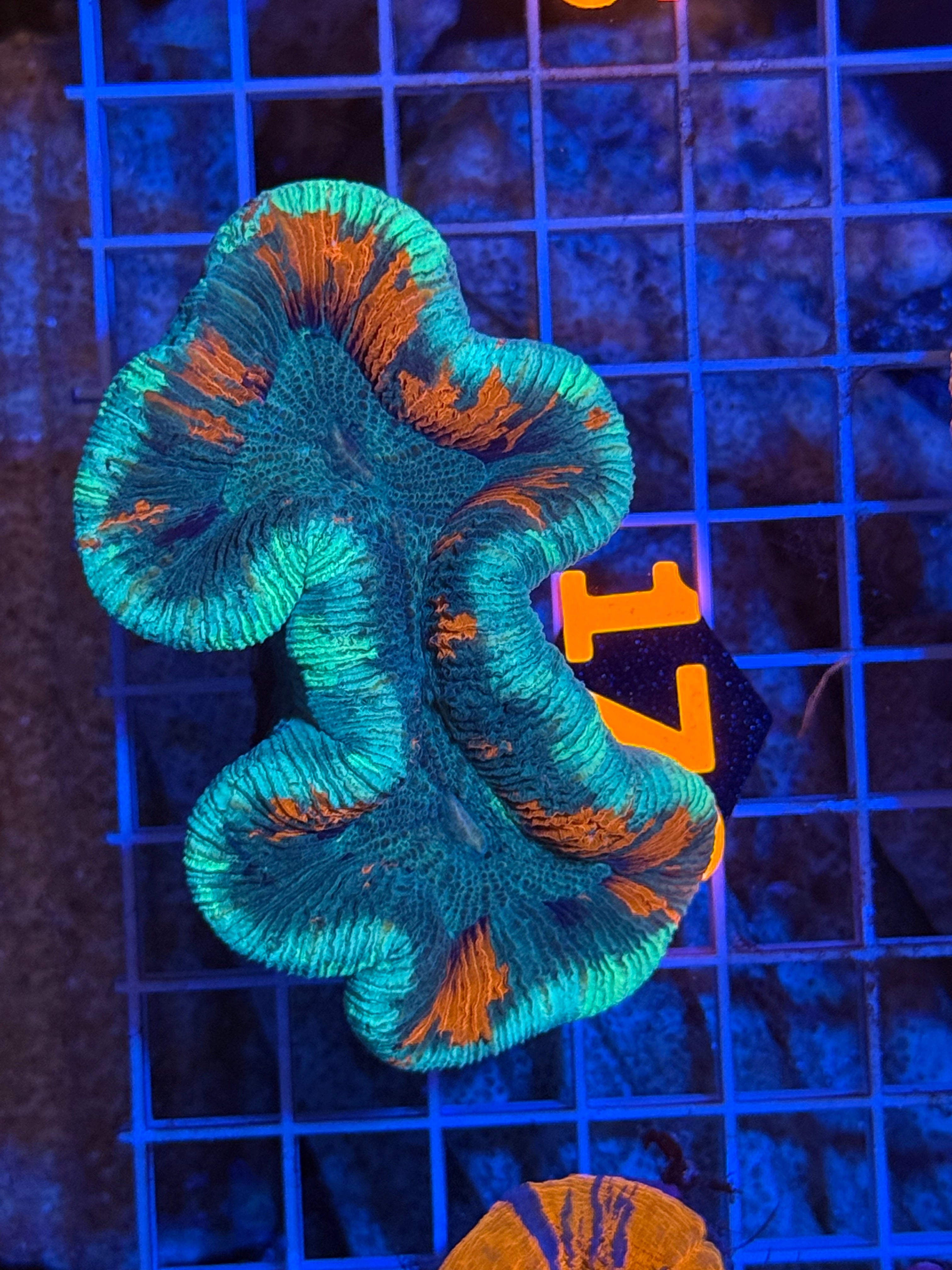 Trachyphyllia - WYSIWYG E8672EEB