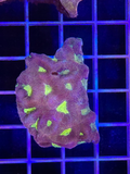 Favia Colony XL - WYSIWYG E9012521