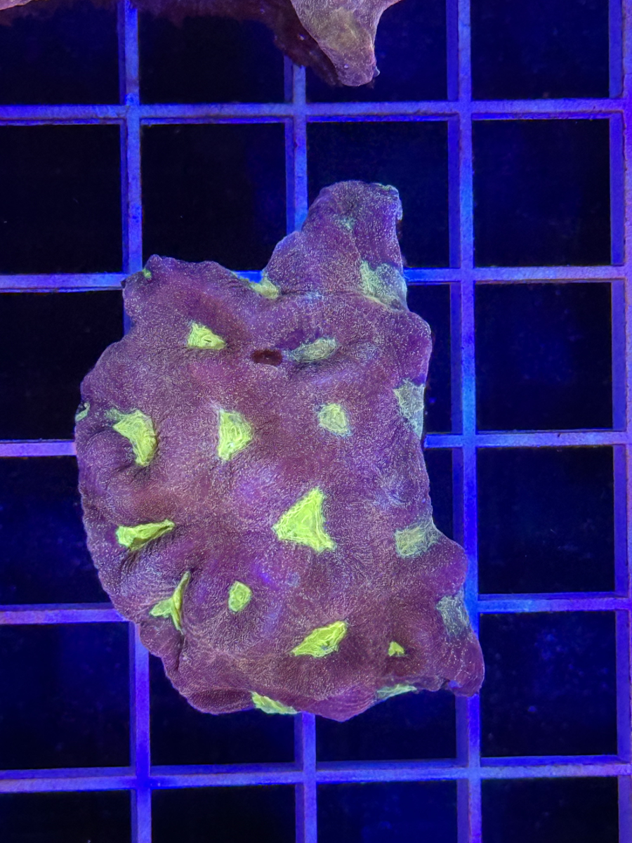 Favia Colony XL - WYSIWYG E9012521