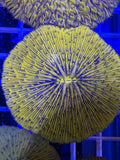 Orange Fungia Plate Coral LG