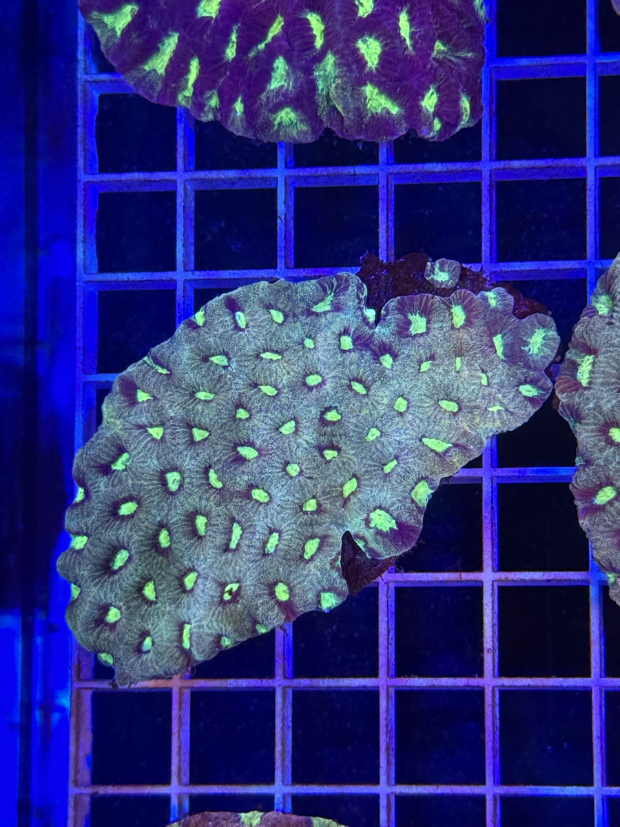 Favia Colony XL - WYSIWYG EE13C4D6