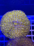 Orange Fungia plate coral LG