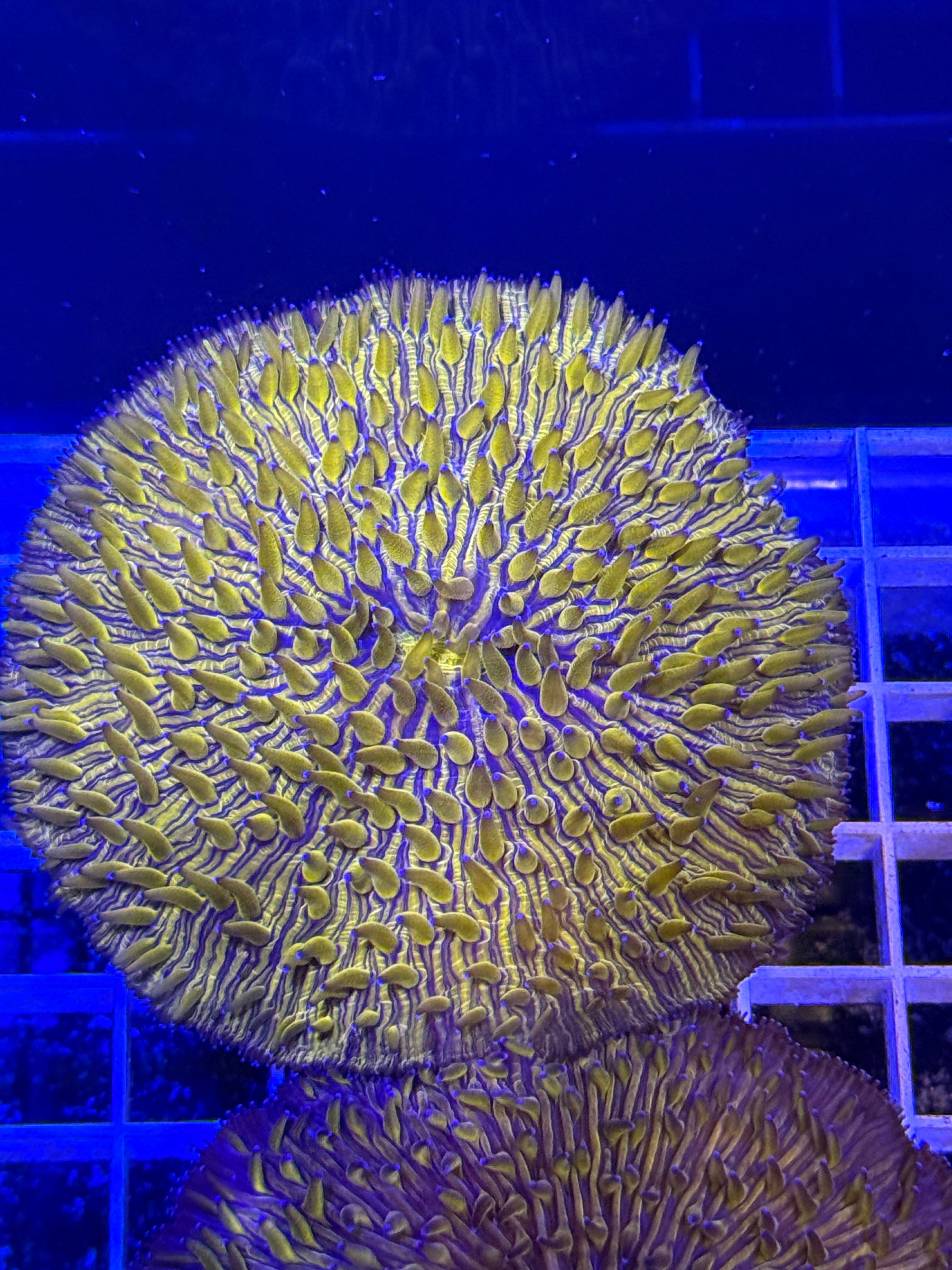 Orange Fungia plate coral LG