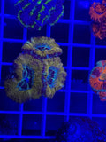 Acan Lord Ultra Frag - WYSIWYG EF68D2E6