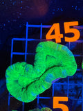 Trachyphyllia - WYSIWYG F15D9555