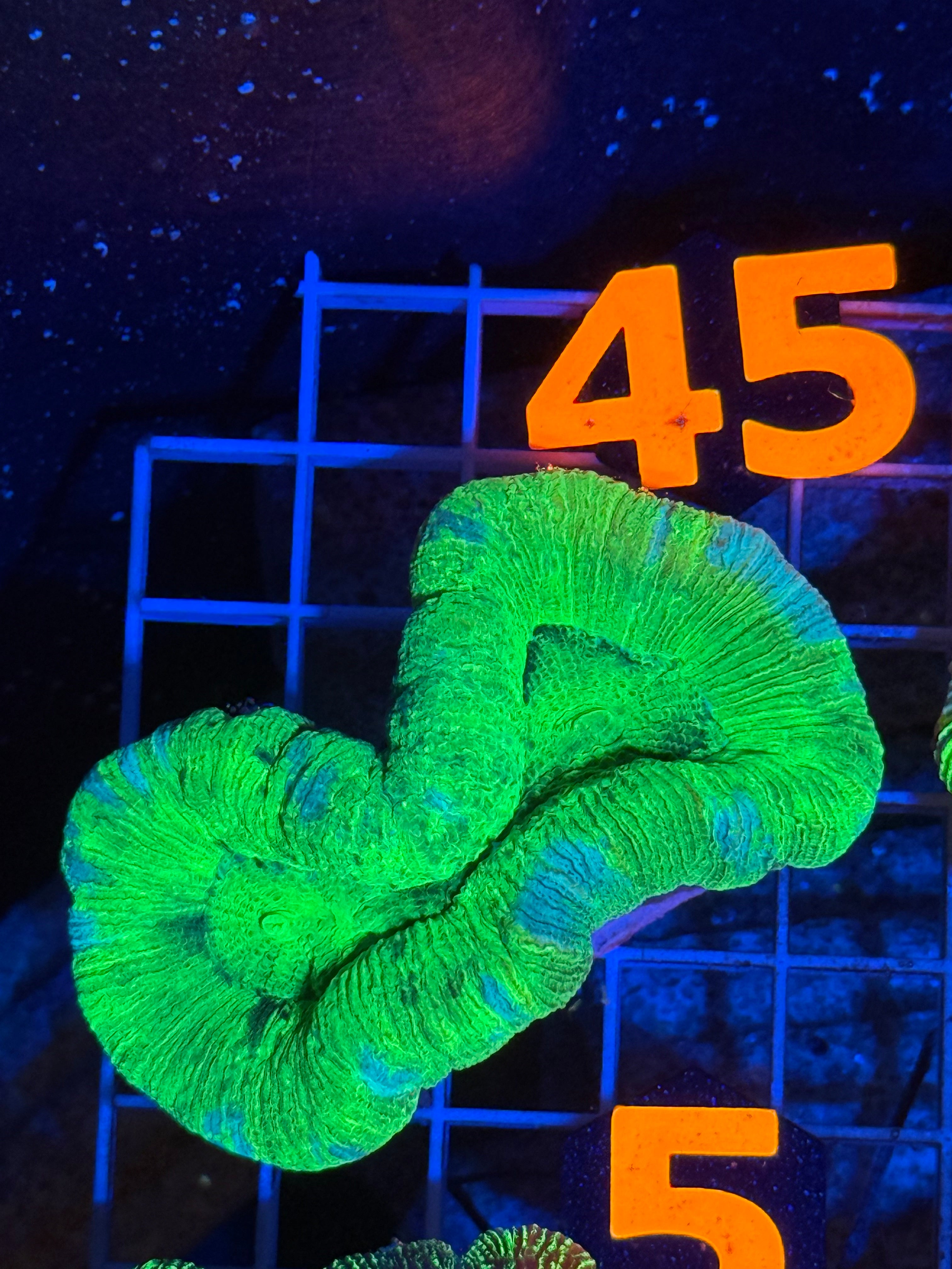 Trachyphyllia - WYSIWYG F15D9555