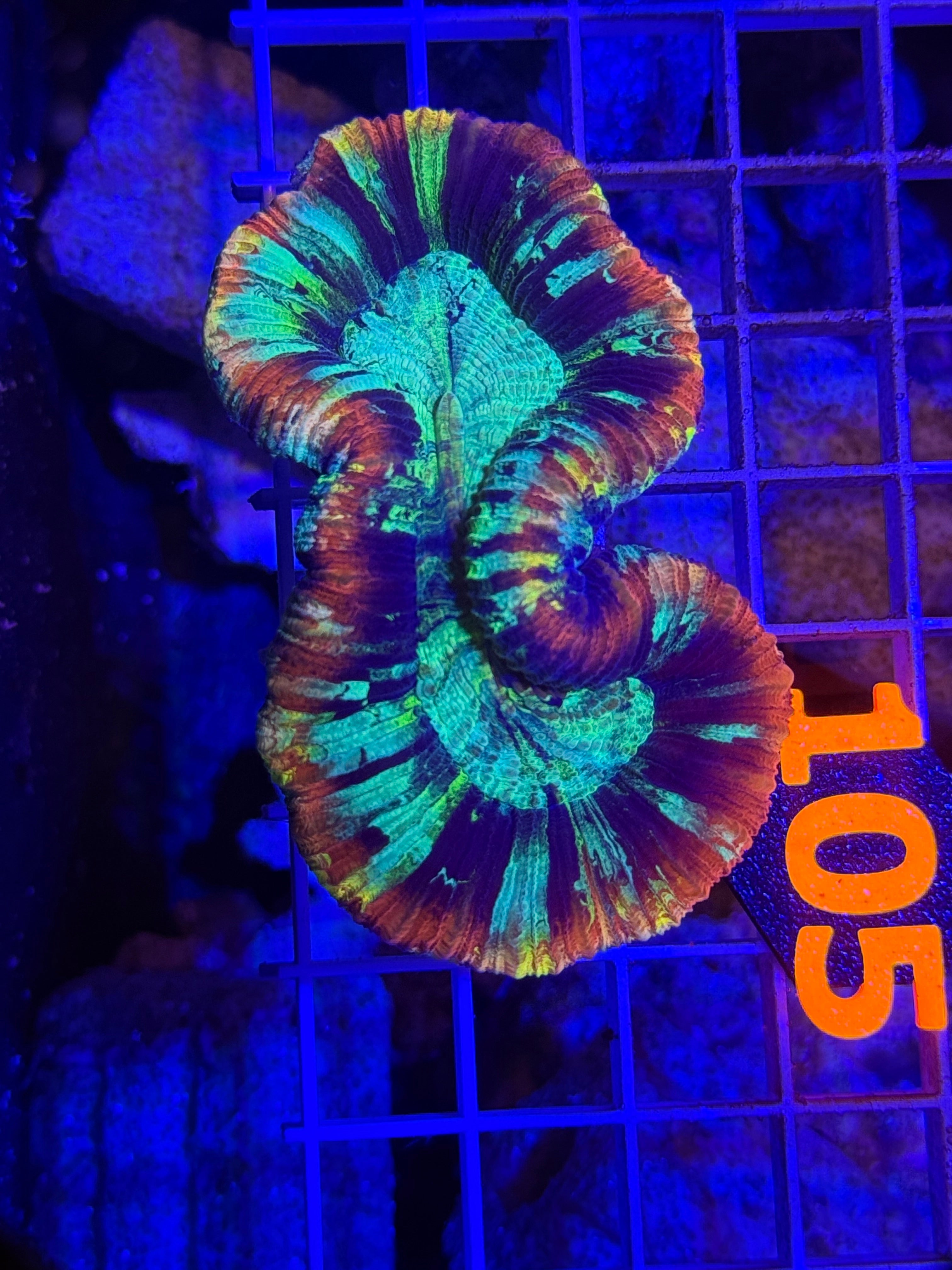 Trachyphyllia - WYSIWYG F284D943