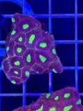 Favia Colony XL - WYSIWYG F60F410B