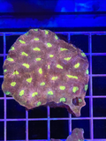 Favia Colony XL - WYSIWYG F6364098