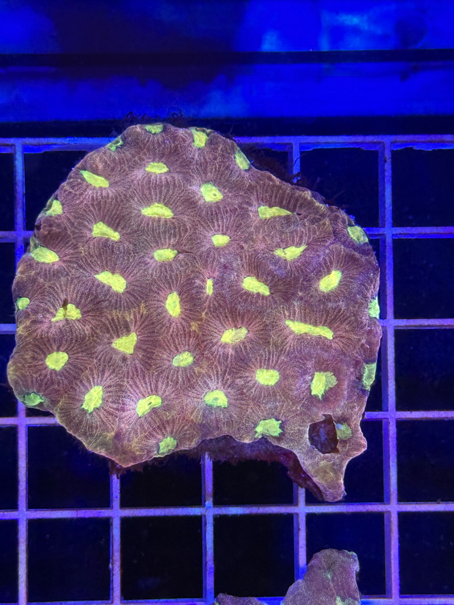 Favia Colony XL - WYSIWYG F6364098