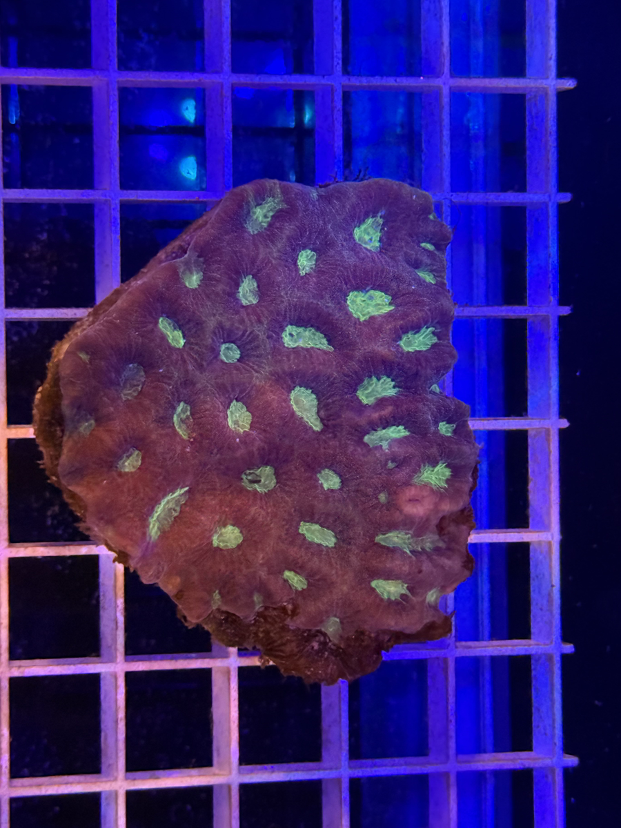 Favia Colony XL - WYSIWYG F6F62E26