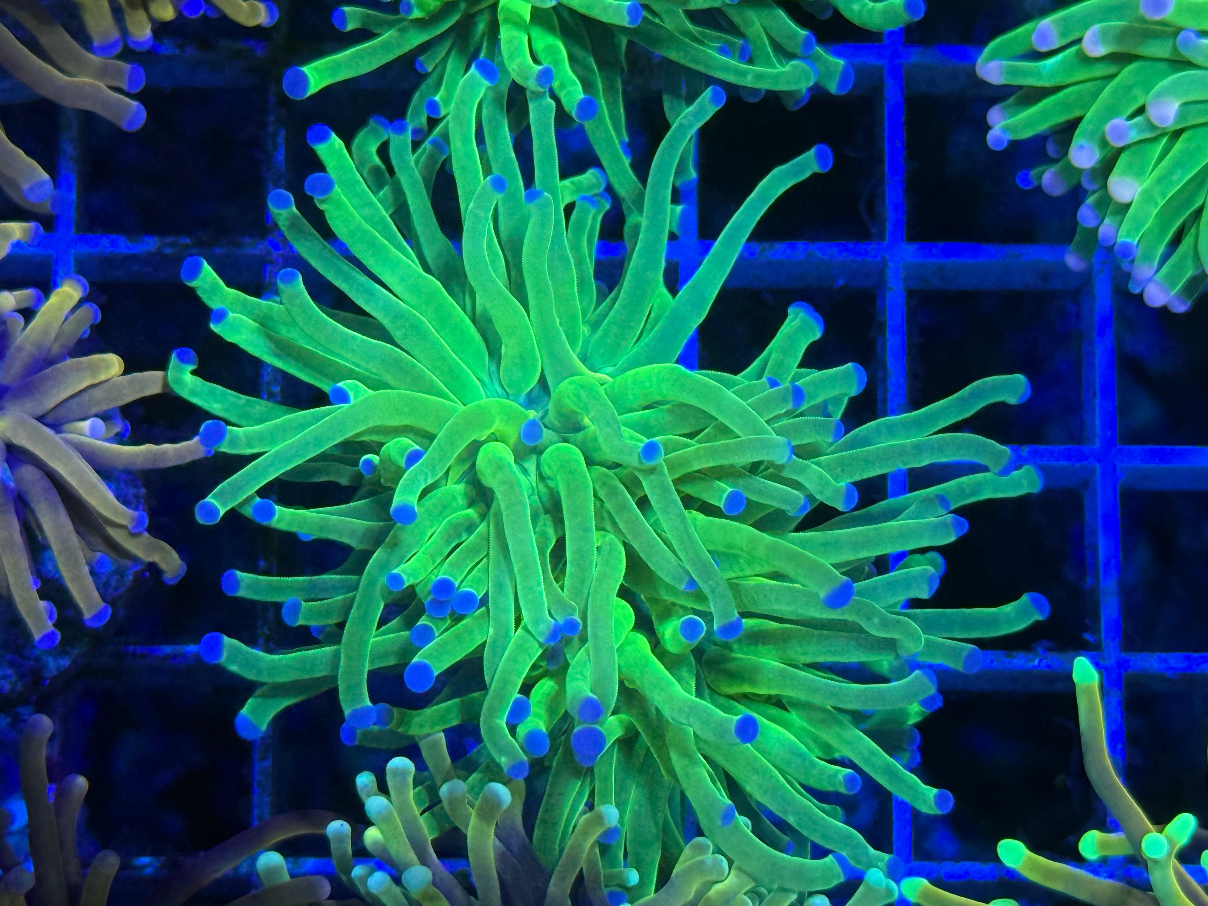 Holy Grail Type Torch
