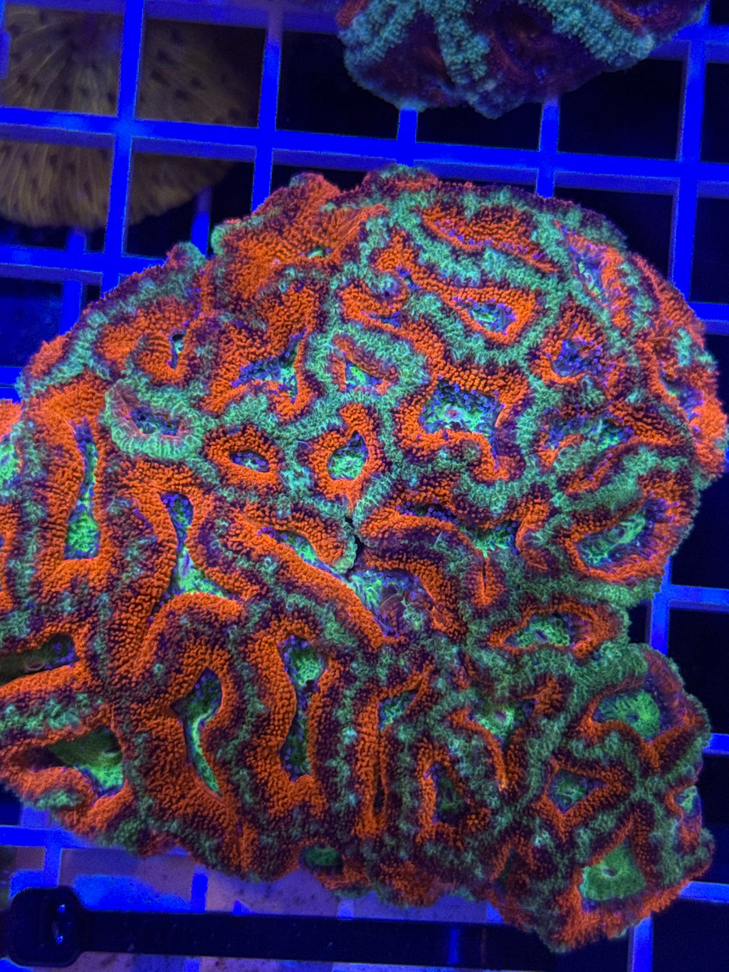 Acan Lord Ultra colony