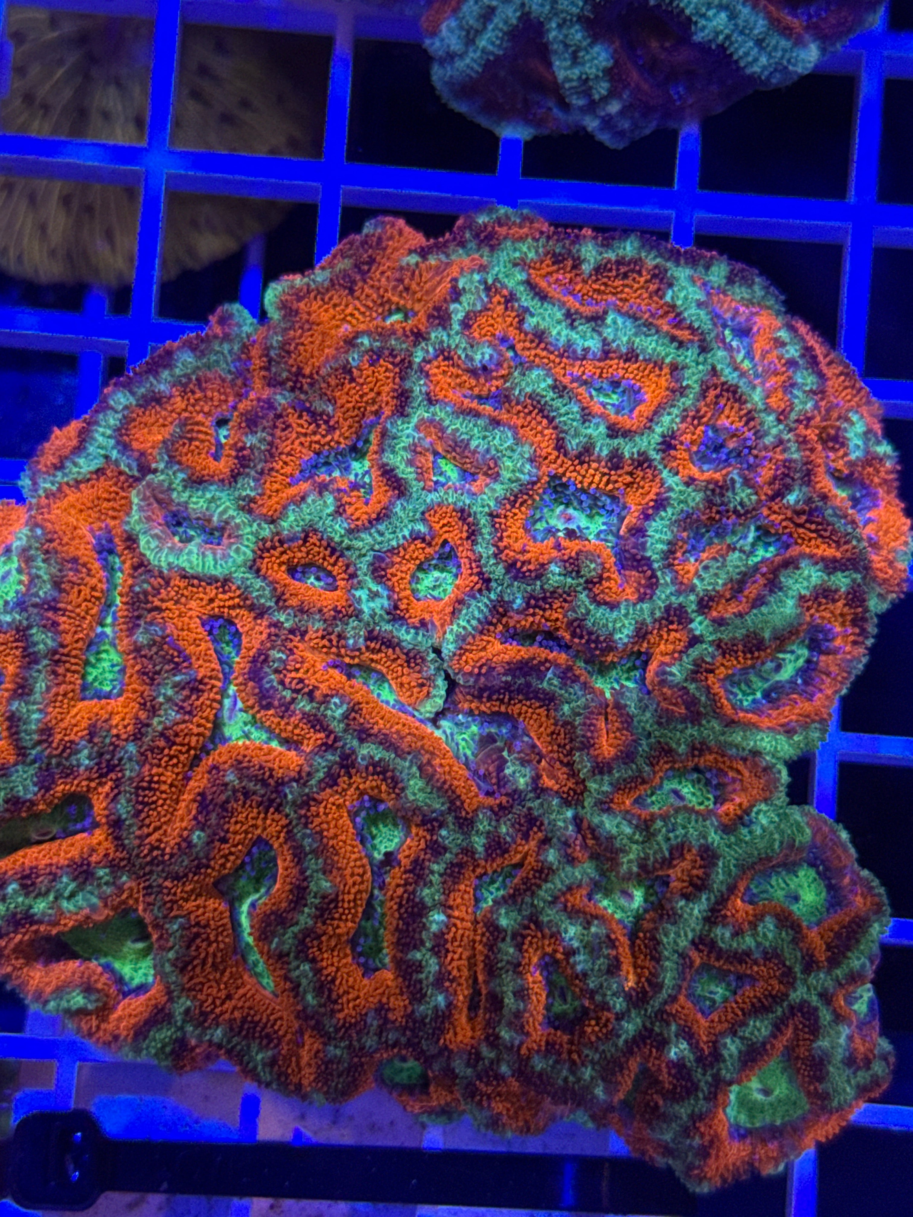Acan Lord Ultra colony
