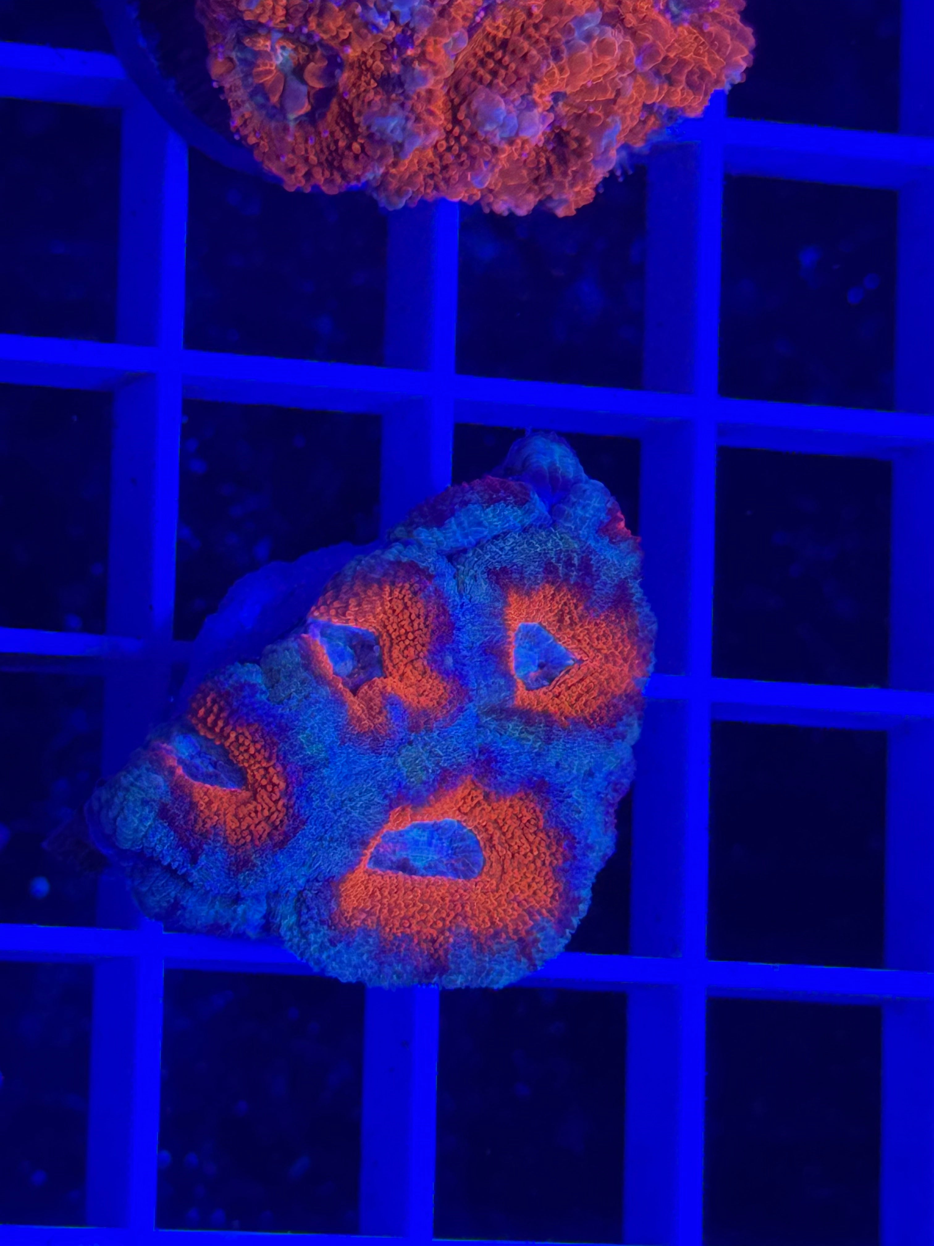 Acan Lord Ultra Frag - WYSIWYG FBA0FB4E
