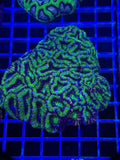 Acan Lord Colony