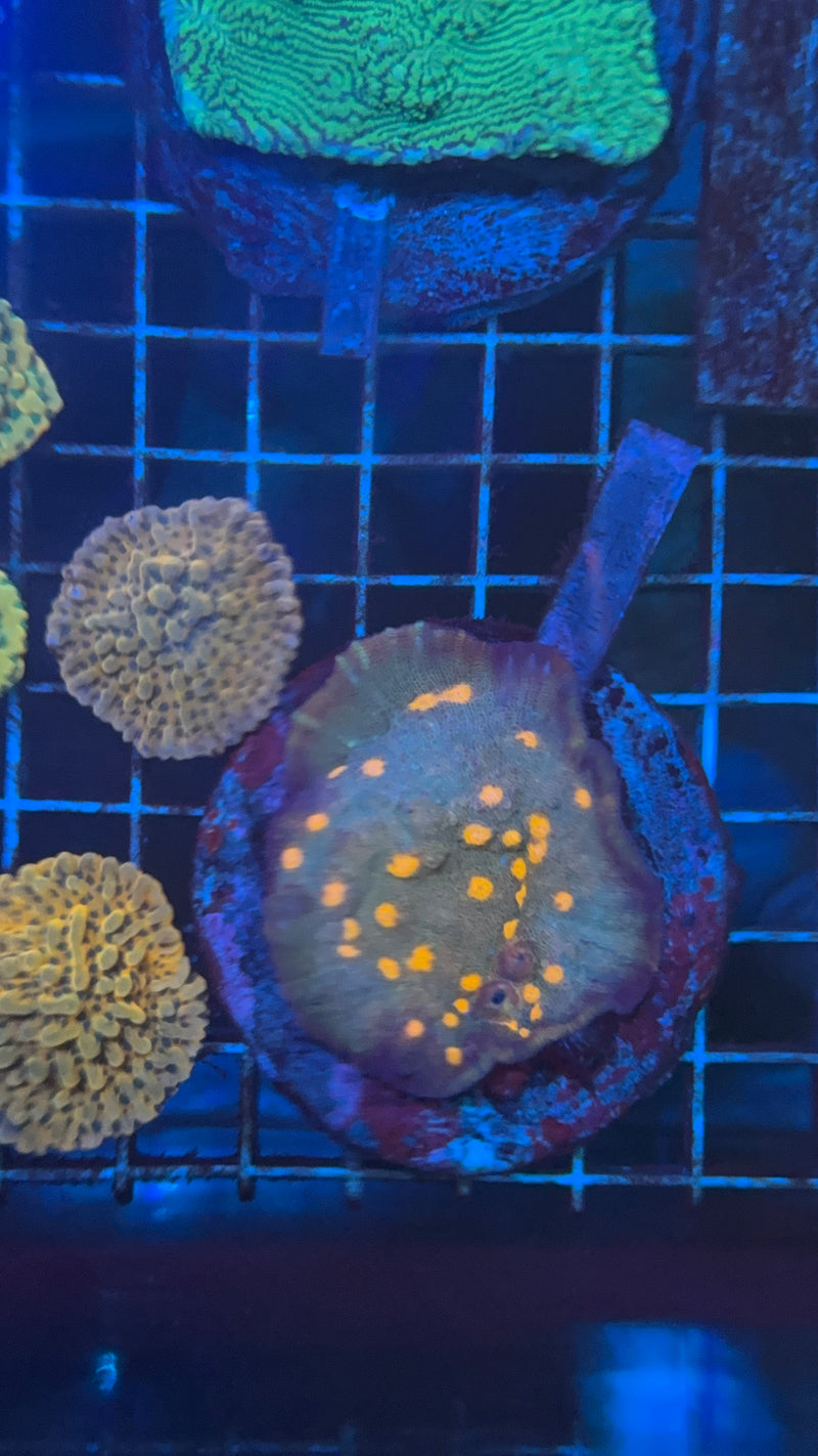 Chalice Colony