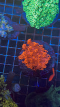 Red Goni Colony