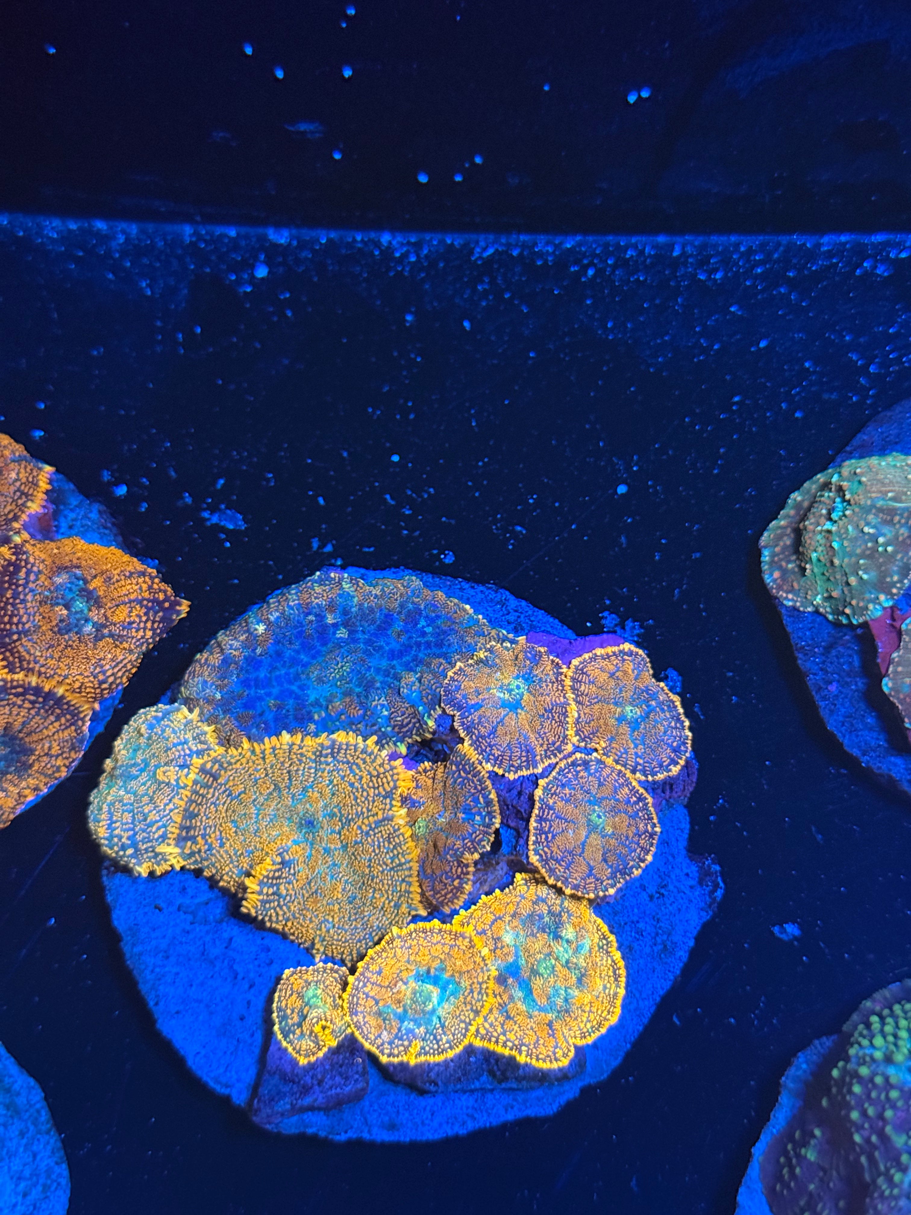 Mixed Rhodactis Mushroom Colony