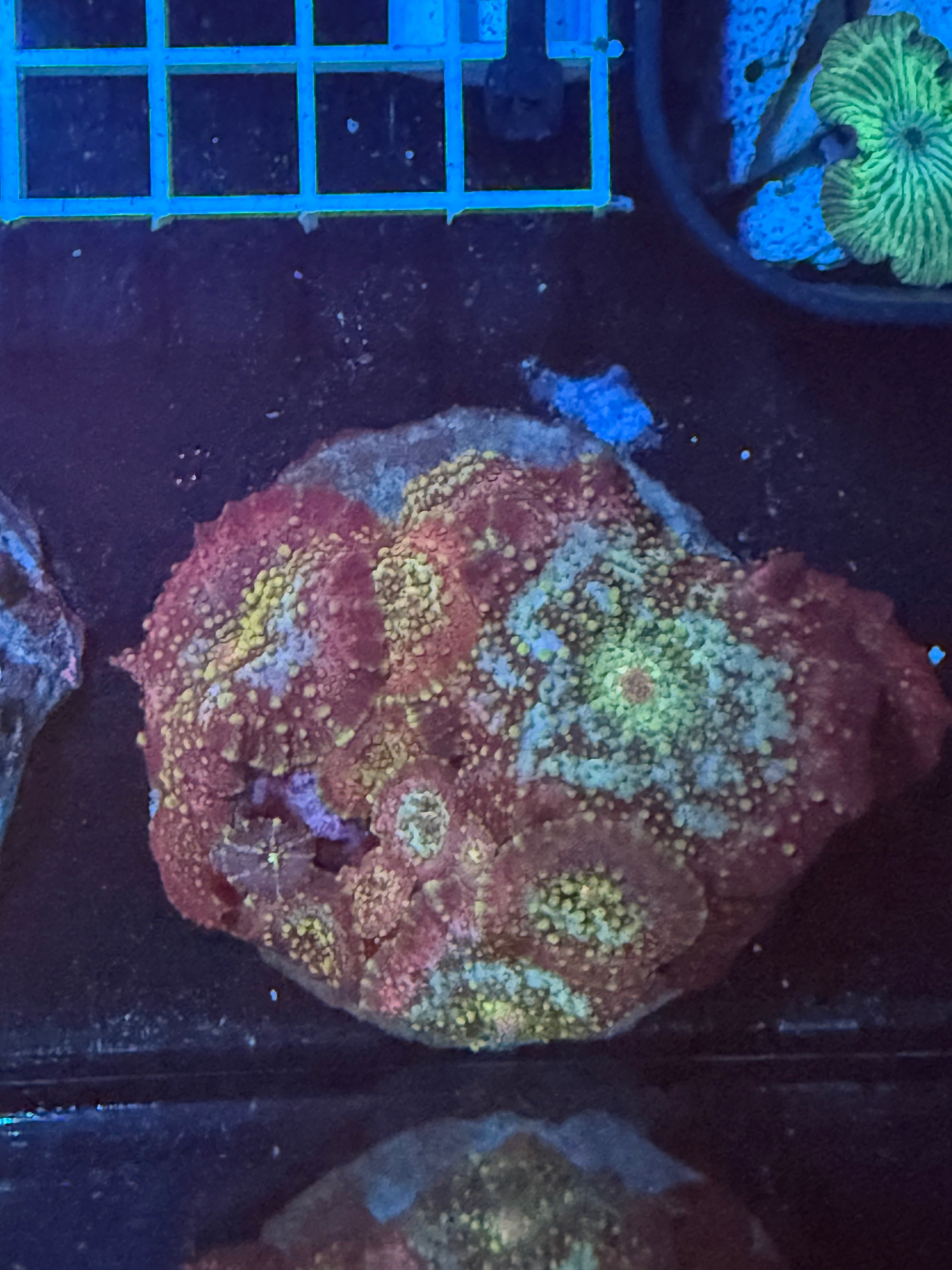Rhodactis Mushroom Colony