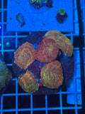 Rhodactis Mushroom Colony (small bounces depending)