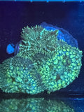 Rhodactis Mushroom Green Super Fuzzy Colony  (3 XL)