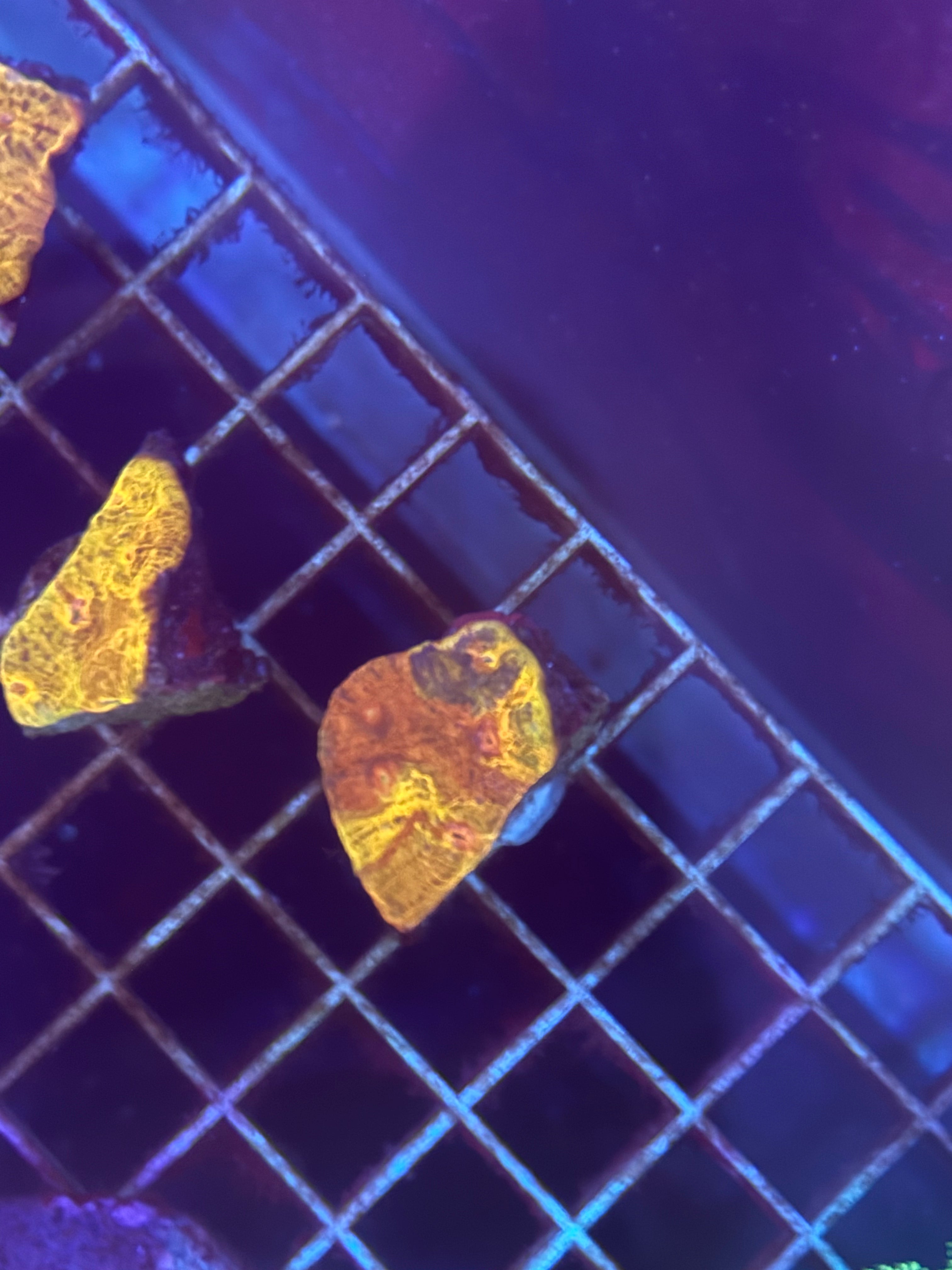 Chalice Frag 3 Color