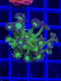 Green Glitter Goni Frag