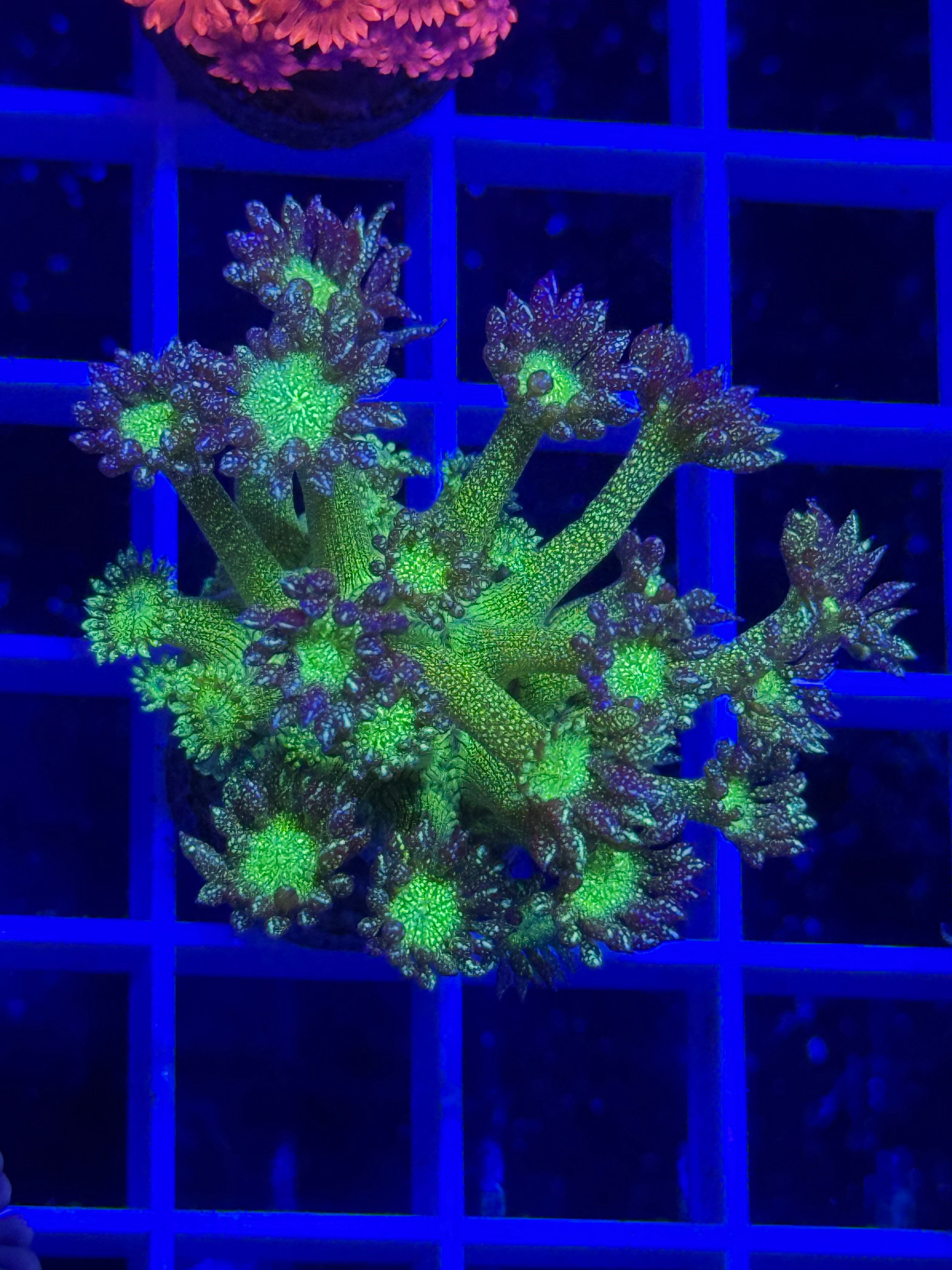 Green Glitter Goni Frag