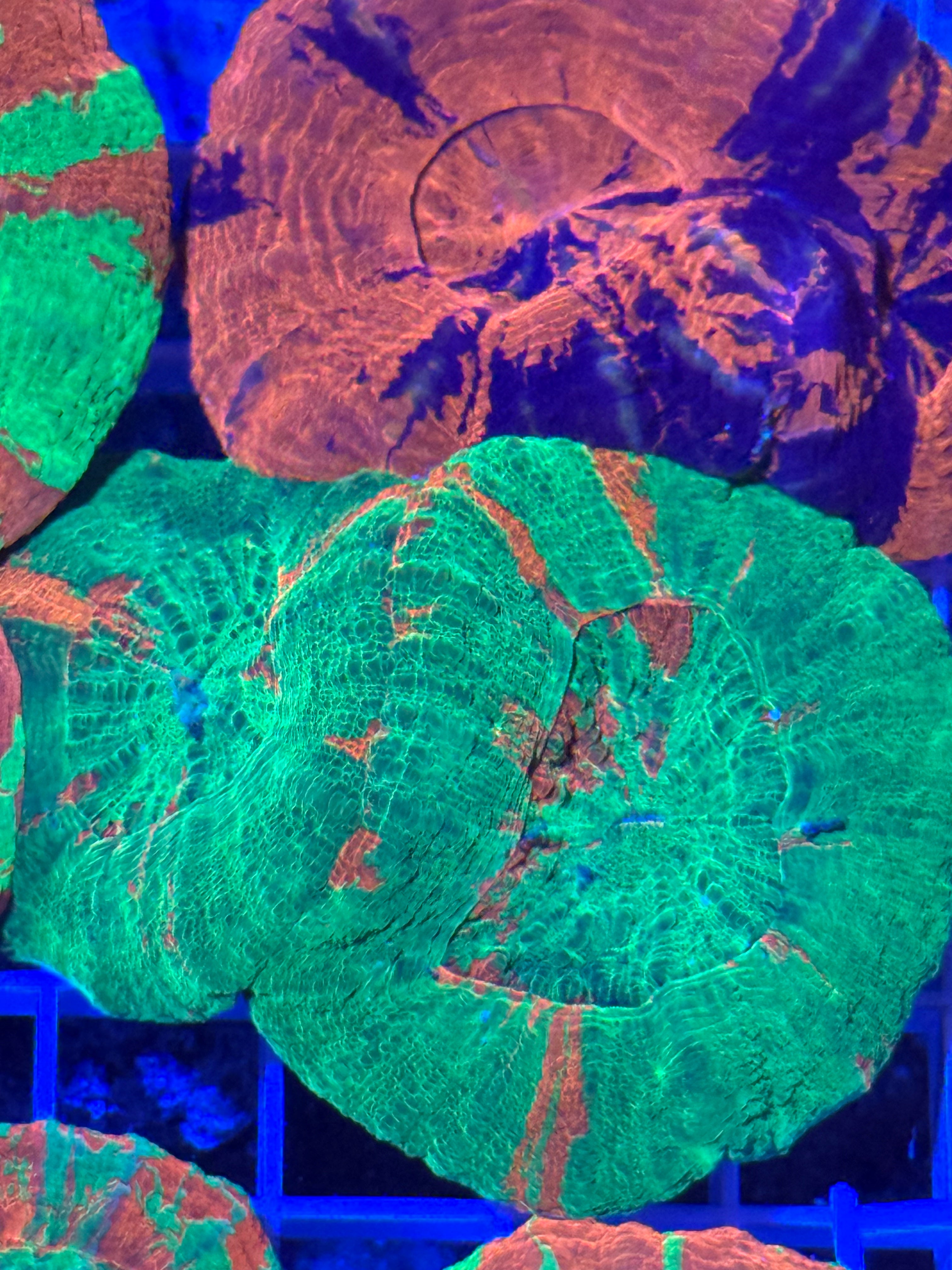 Double Bleeding Apple Scoly