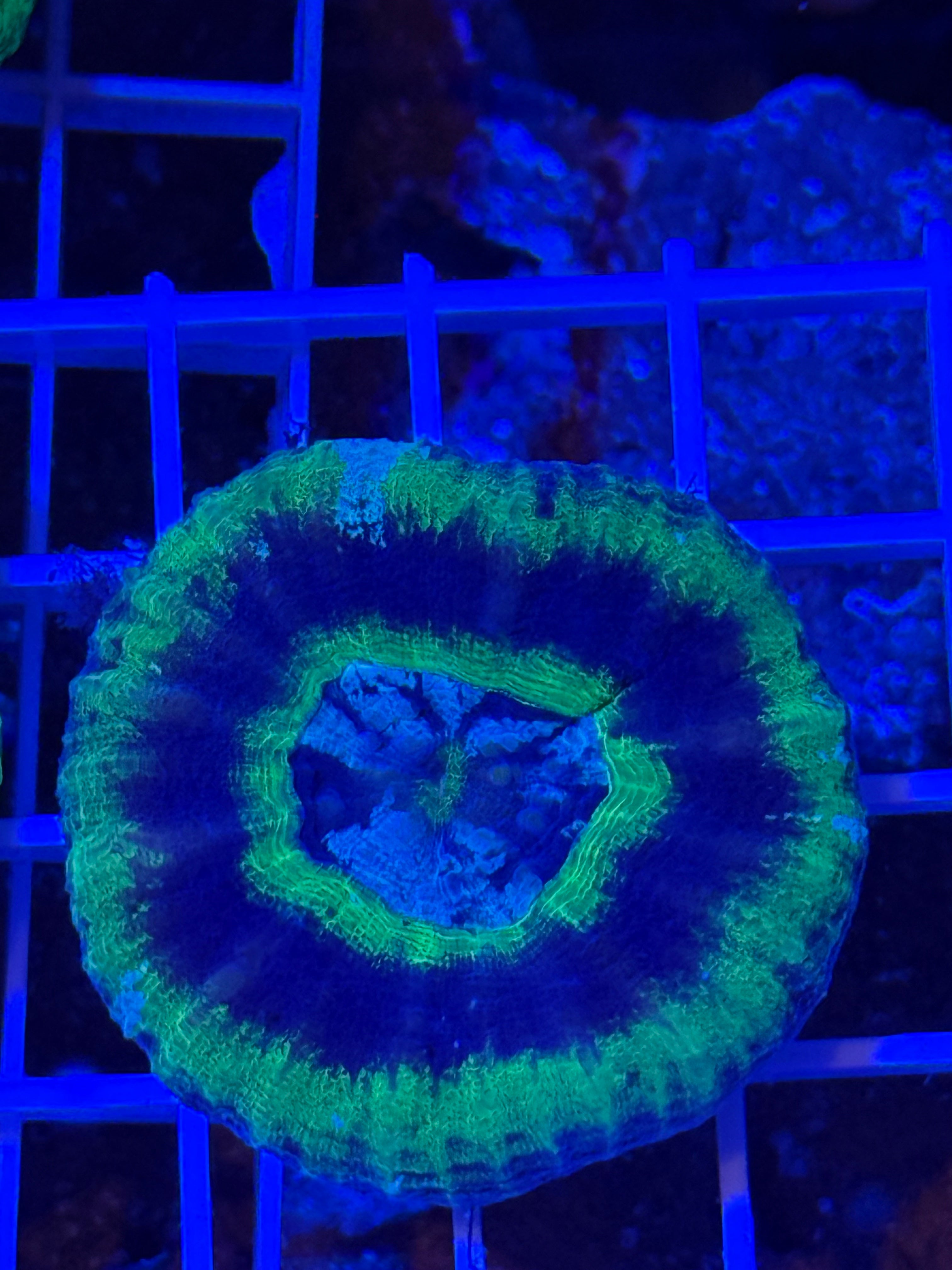 UFO Scoly