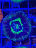 UFO scoly