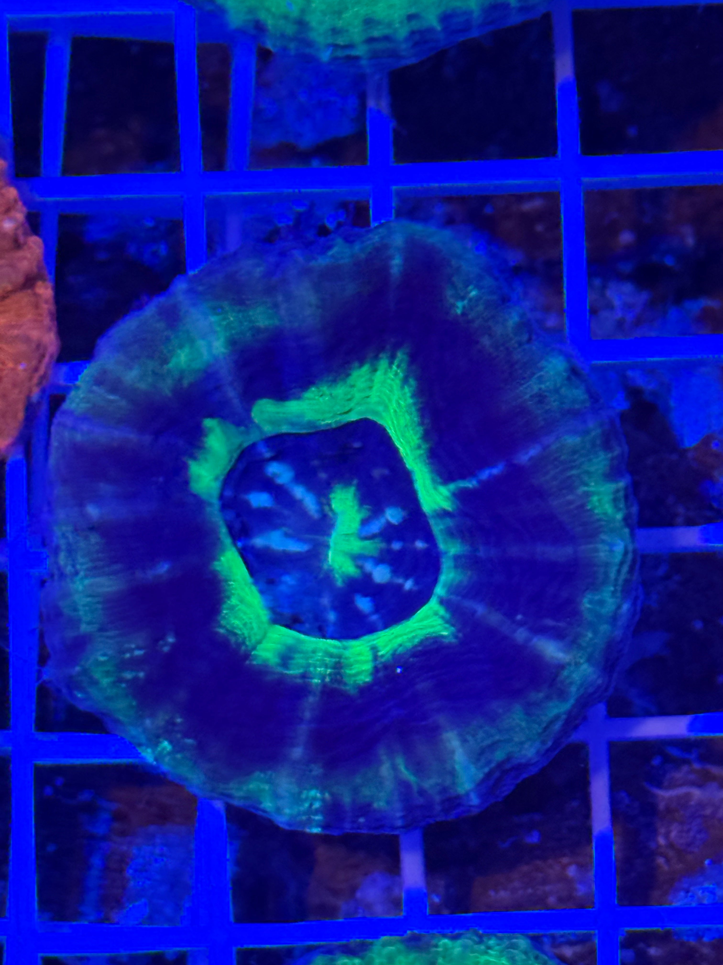 UFO scoly