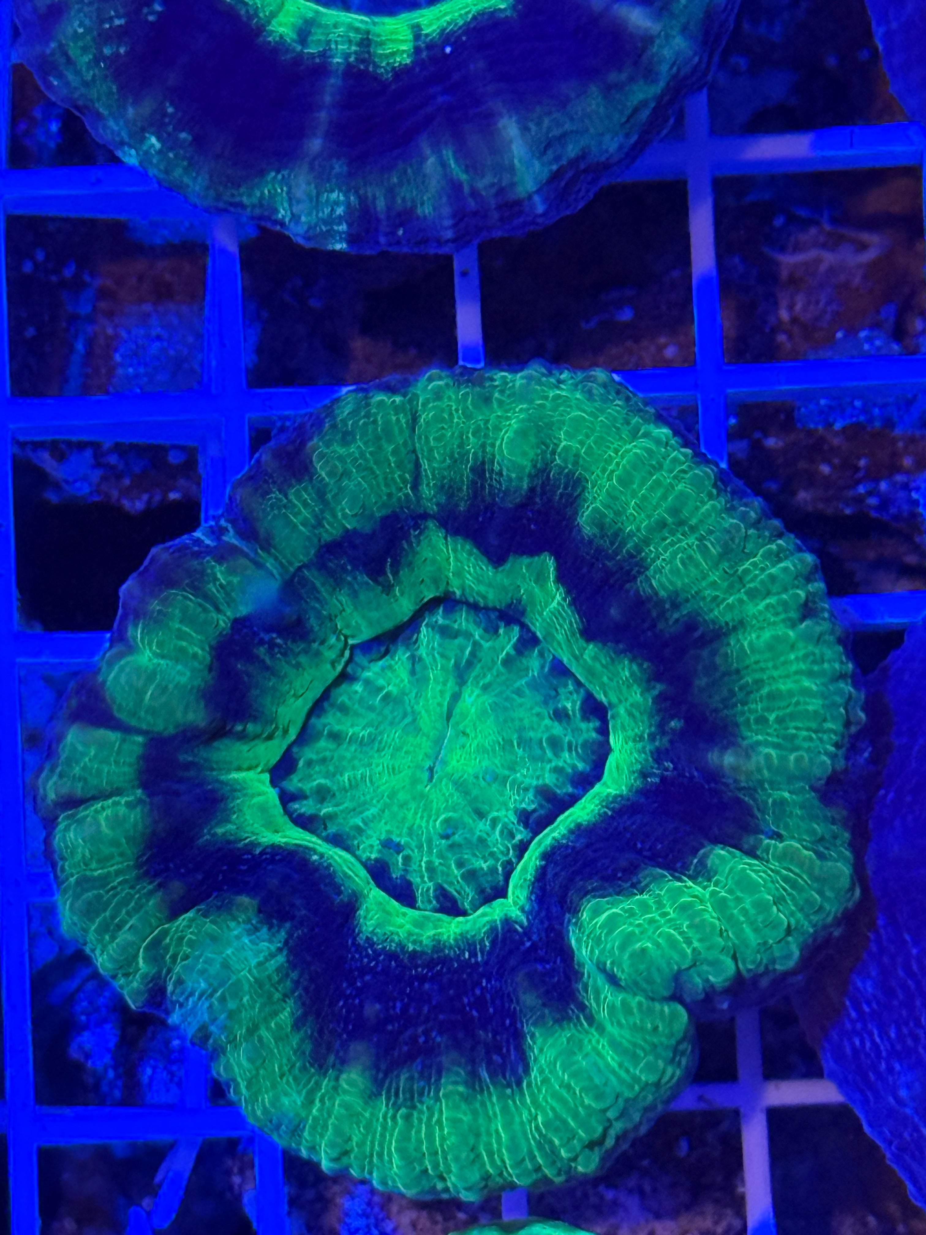 UFO SCOLY