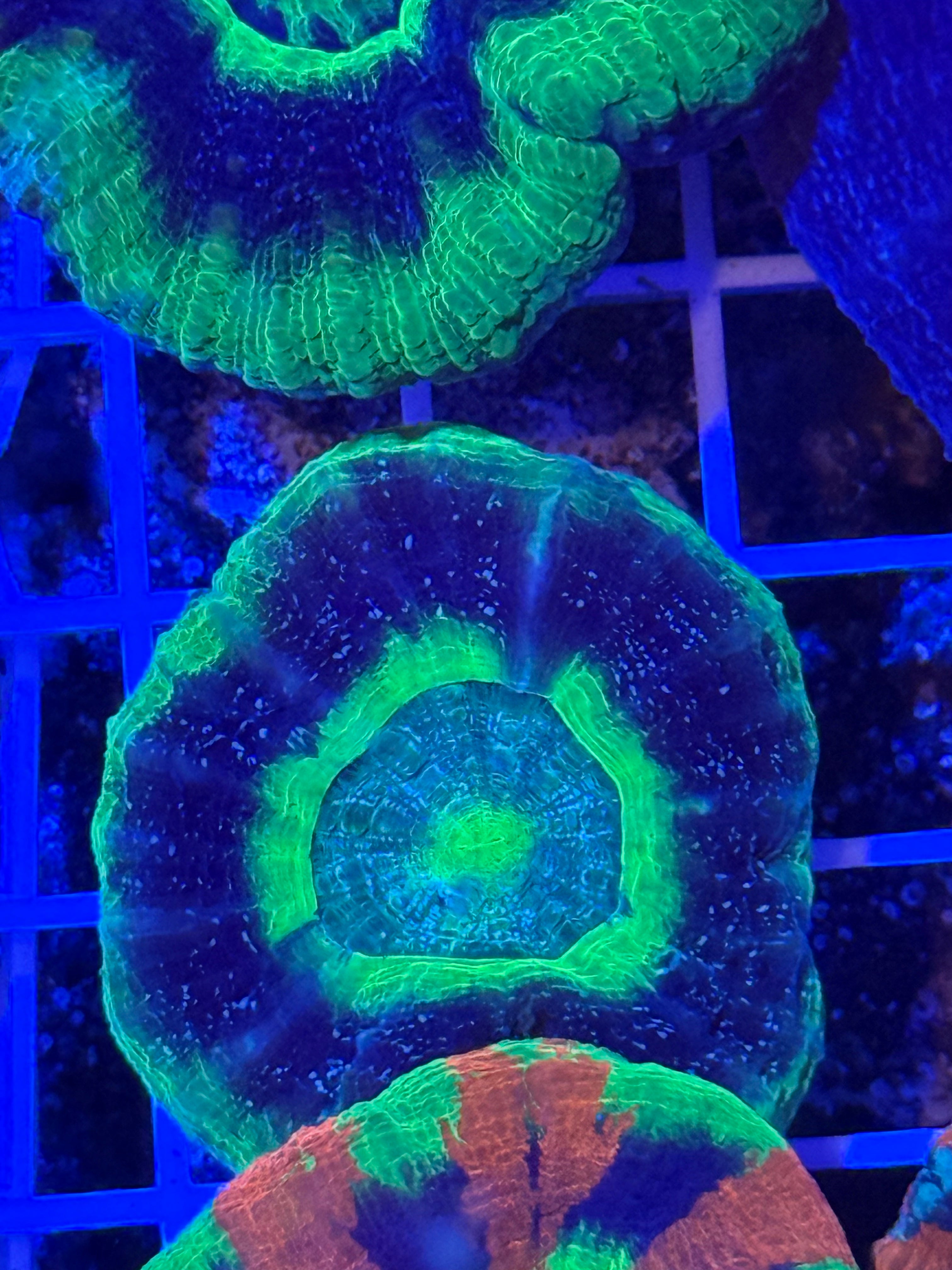 UFO Scoly