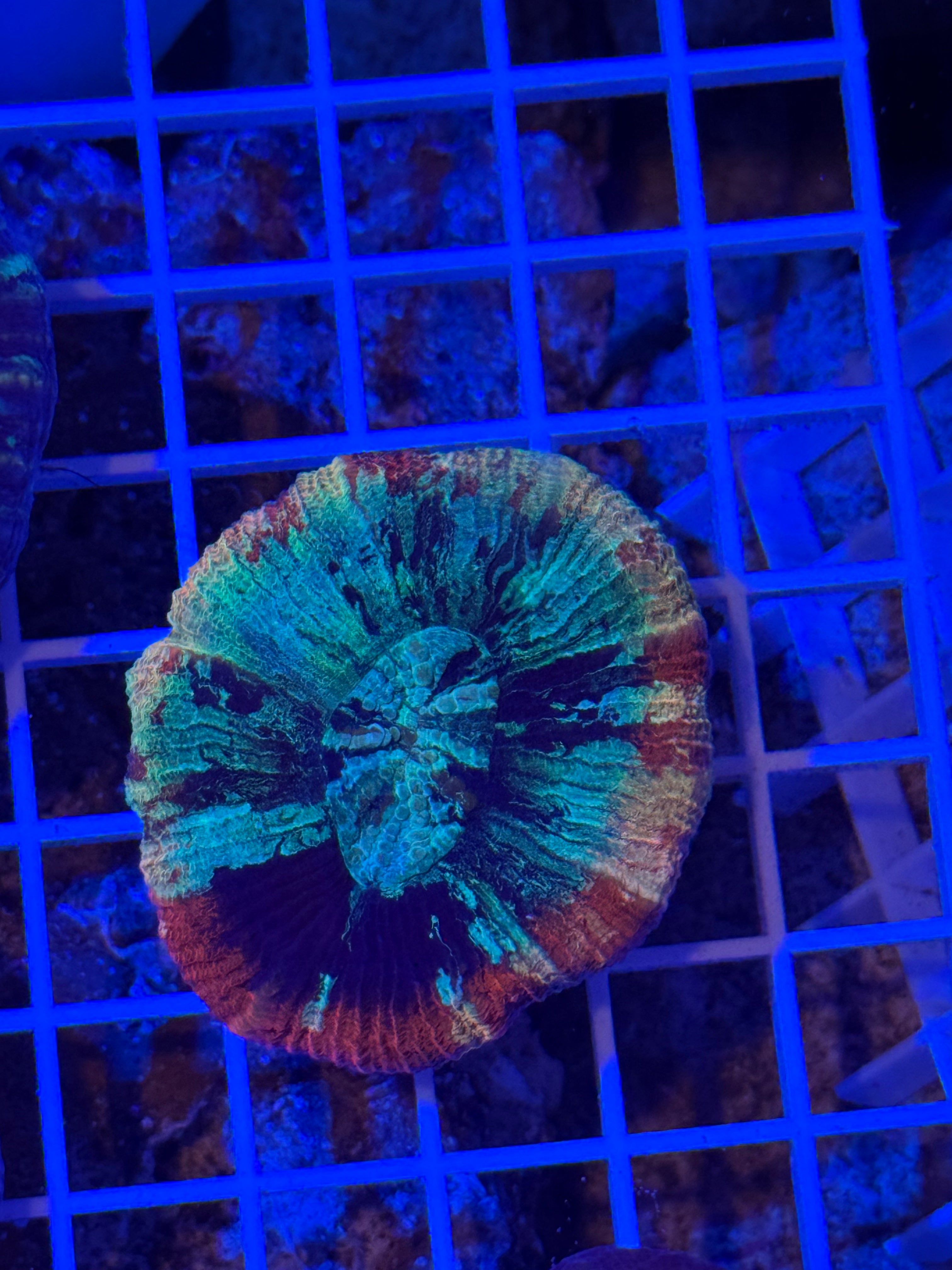 Master Trachyphyllia Small