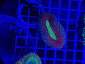 lobophyllia coral
