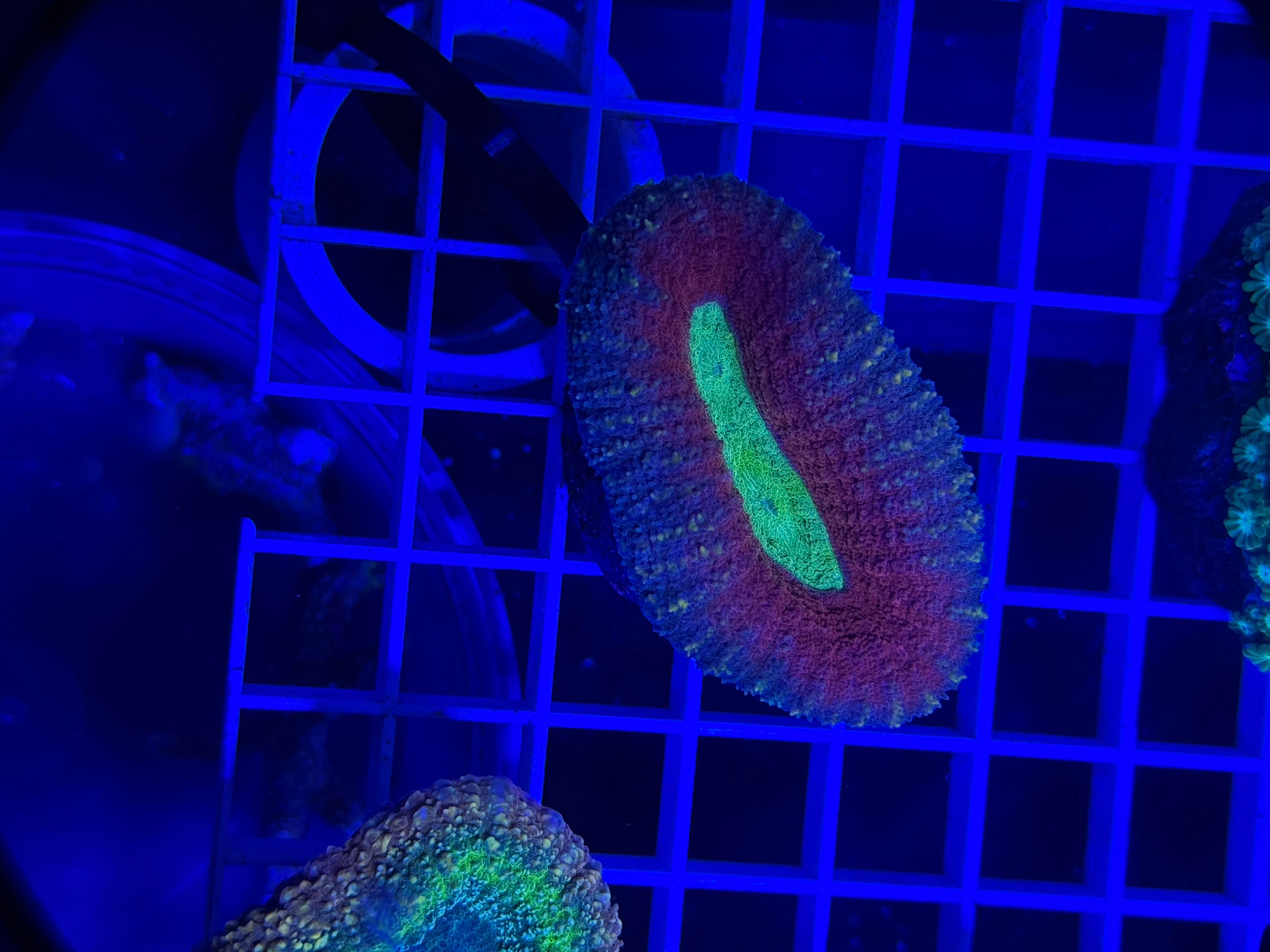 lobophyllia coral