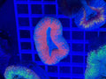 lobophyllia coral