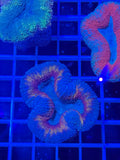 lobophyllia coral