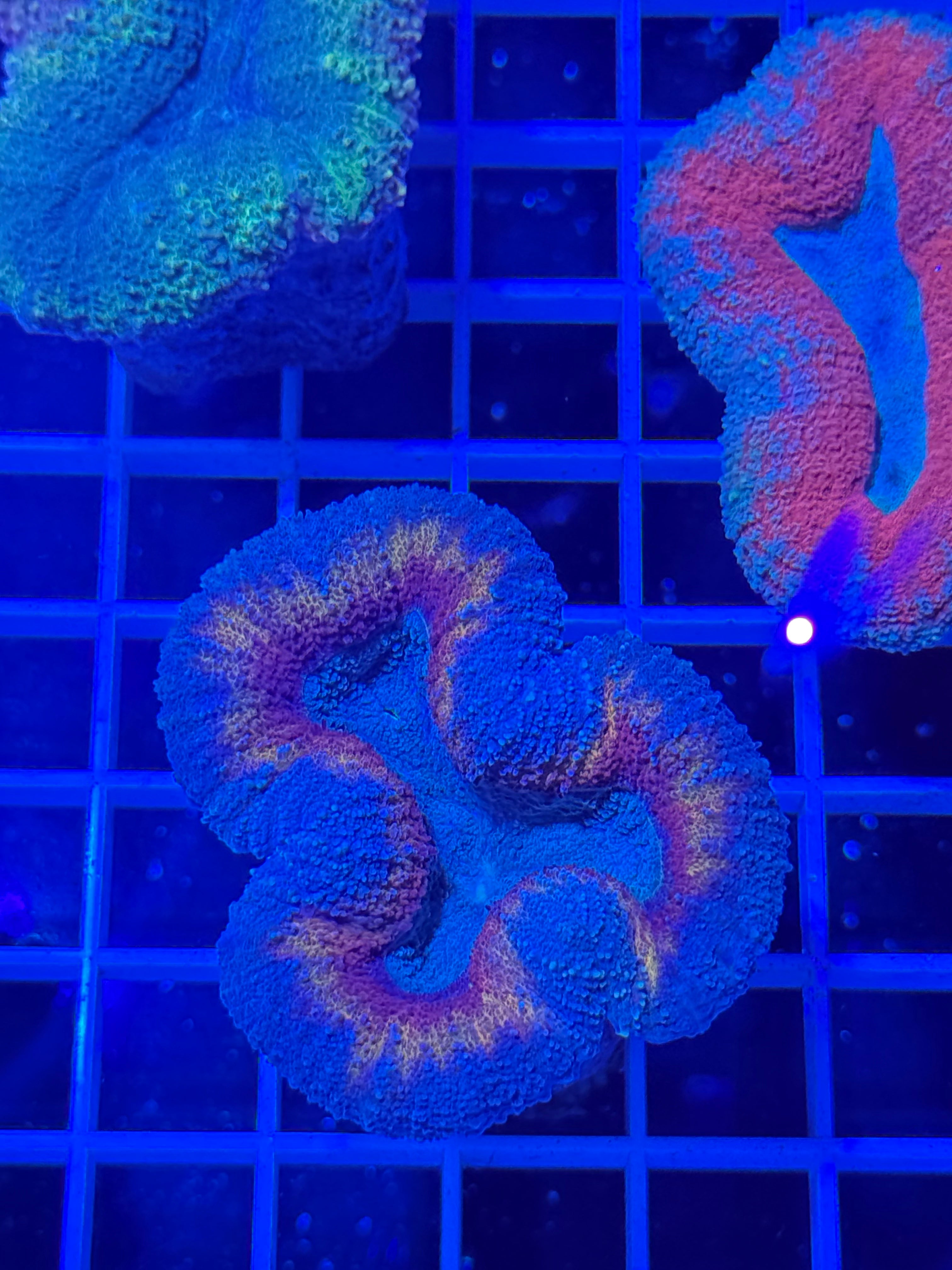 lobophyllia coral