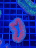 lobophyllia coral